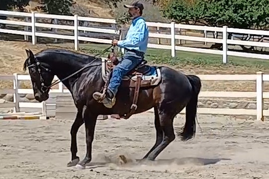 Building a Great Stop and Back With Your Horse