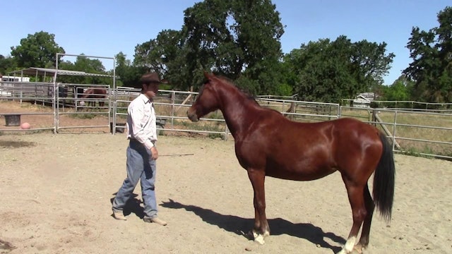 Building Confidence in the Rescue Horse (Ground Exrecise)*
