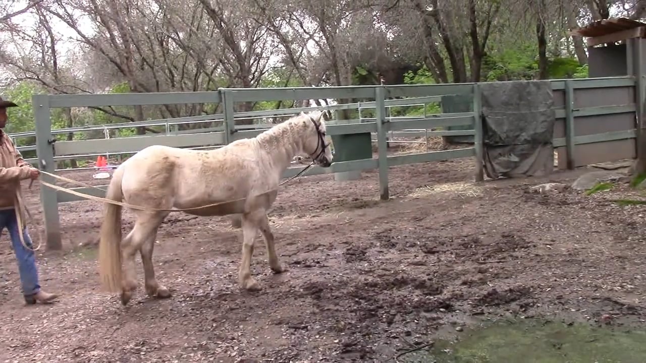 Bolting Pony Part 3 (Ground Exercise)*
