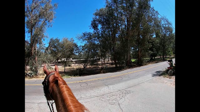 Introducing Your Horse to Traffic