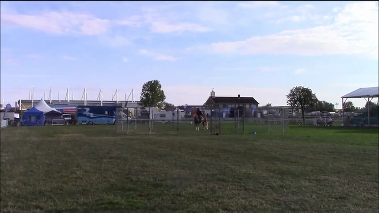 Horse Bucking, Demo at Equifest, Essex England (Part 2, Special Event)*