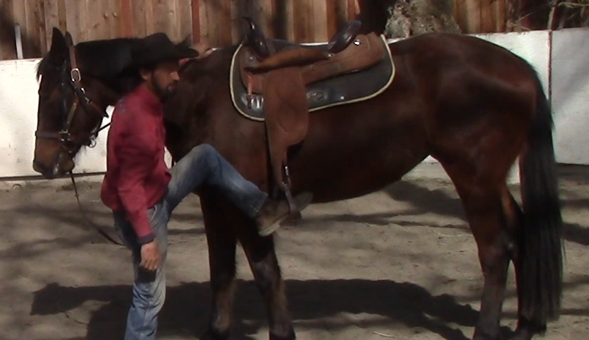 Starting a 3 1/2 Year old Warmblood Under Saddle (Ground Exercises)