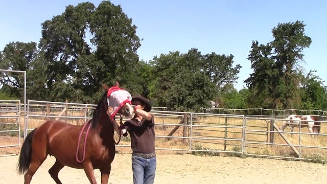 Teaching The Nervous Horse To Accept The Fly Mask