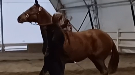 Respecting Personal Space, 1 1/2 year old Thoroughbred Mare