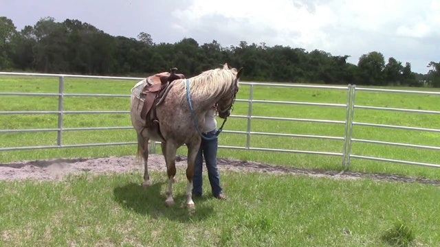Solving The Root Causes Of Horse Bucking (Ground and Saddle Exercises)*