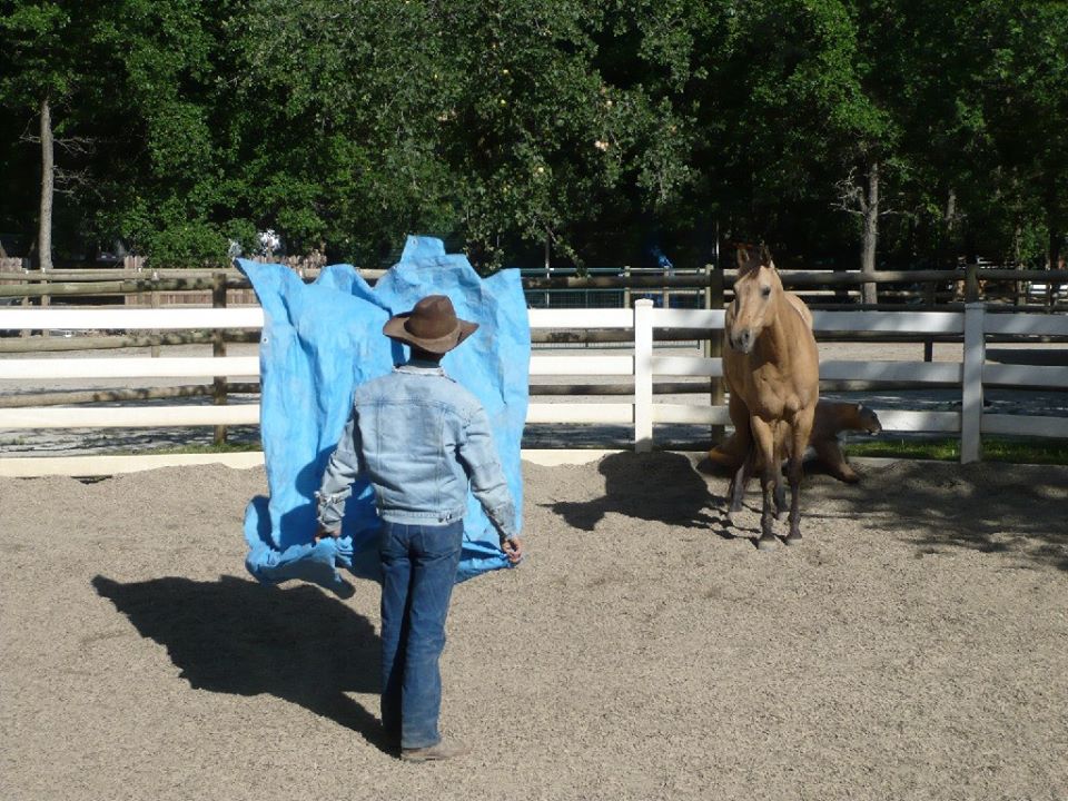 Desensitizing Your Horse From The Ground and Under Saddle