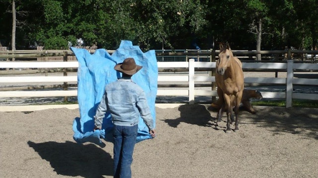 Desensitizing Your Horse From The Ground and Under Saddle
