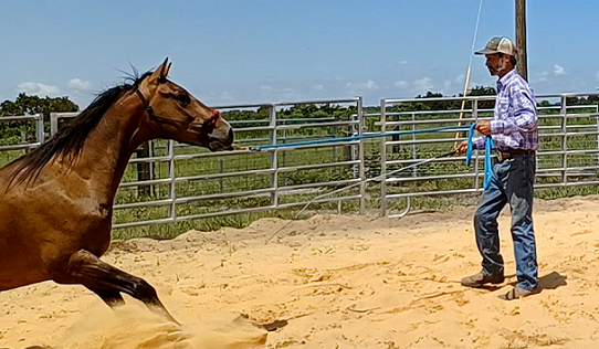 Horses Afraid of Whips - Solve the Problem -