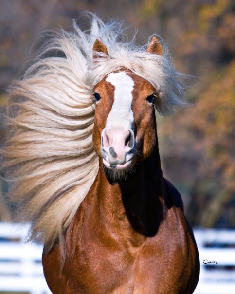 Marcoe the Haflinger Stallion in Equestrian Connection Cover (Part 1)
