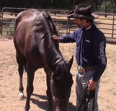 Part 2, Restarting The Rescue Horse With A Hard, Gut-Wrenching And Unknown Past 