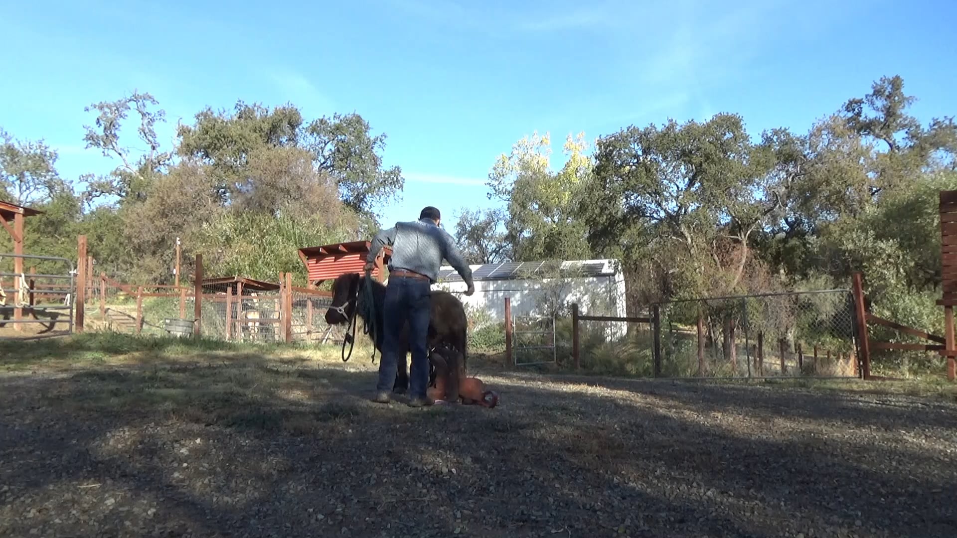 Starting The Miniature Horse Under Saddle, Part 1 (Ground Exercises)*