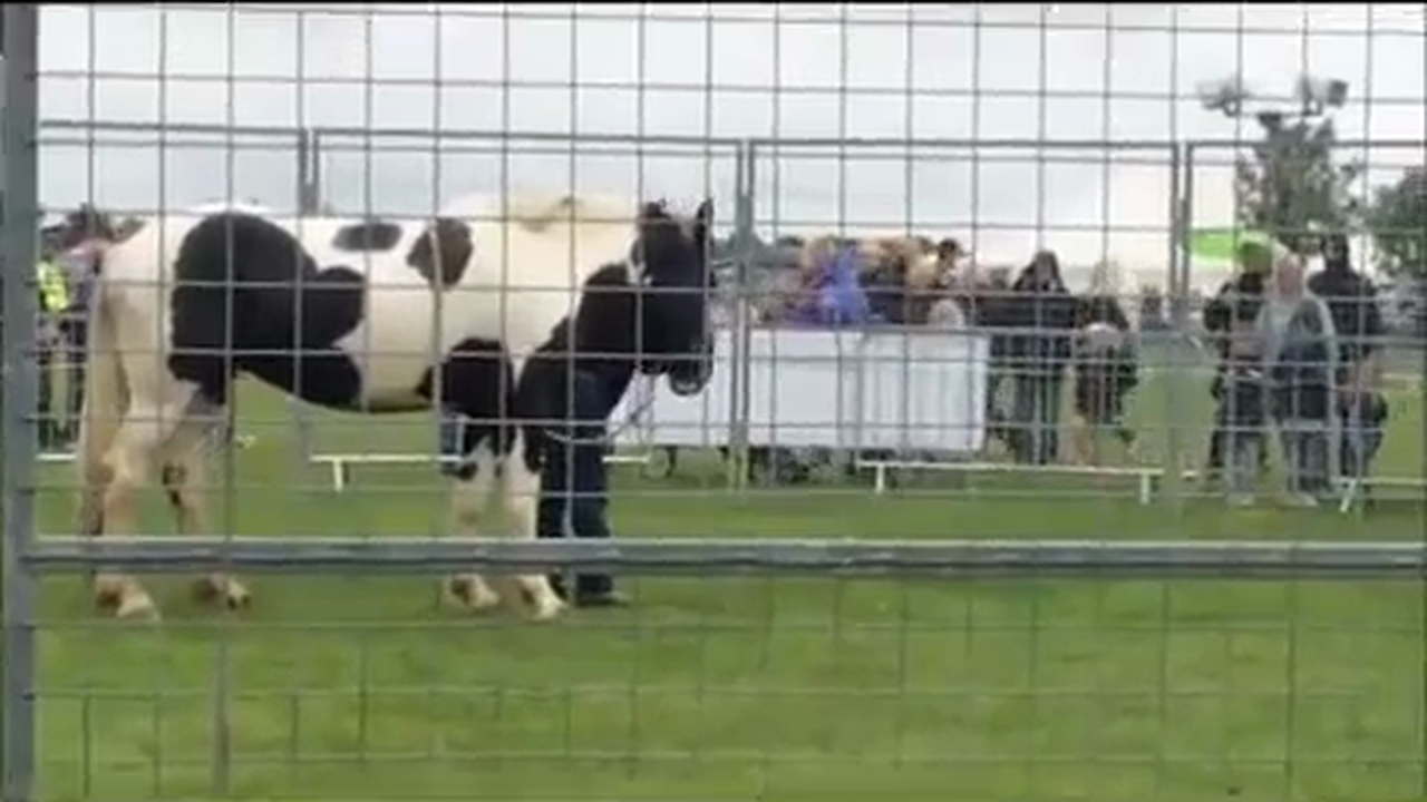 Horses that are hard to Bridle, Chelford United Kingdom (Special Event)*