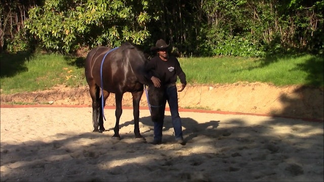 Building Confidence with the Resuce Horse (Ground Exercise)*