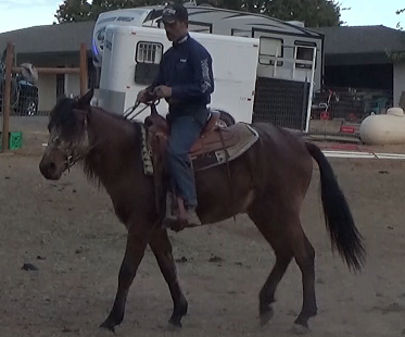 Introducing Your Legs To The Unbroke Horse (Saddle Exercise)*