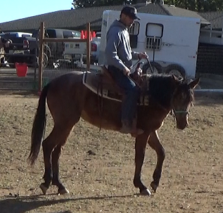The Perfect Start For The Unbroke Horse Continues (Ground and Saddle Exercises)*