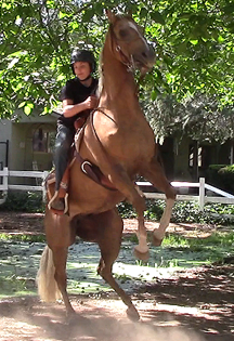 Finding and Correcting the root cause of rearing and bucking (Saddle Exercise)*