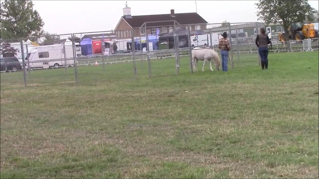 Aggressive horse behavior, Mike Hughes, Demo, Essex England (Ground Exercises)*