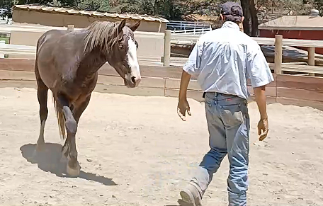 Connecting With Your Horse Built On Confidence and Trust - Episode 1 -