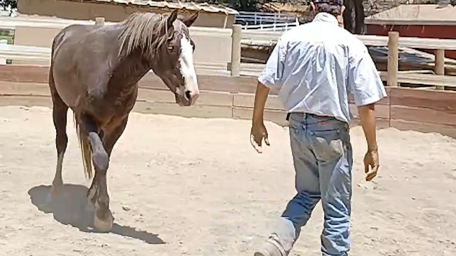 Connecting With Your Horse Built On Confidence and Trust - Episode 1 -