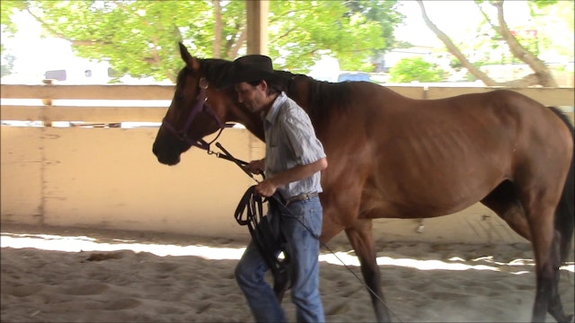 Teaching Your Horse to Stand Still While Tied (Ground Exercise)*