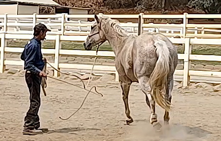 Working With Sensitive Defensive Rescue Horses