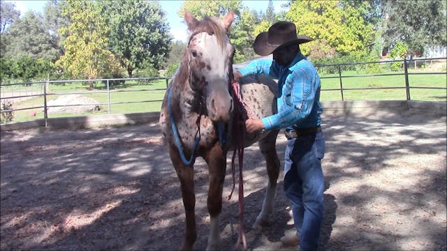 Cure Cinchy Horses (Ground Exercise)*