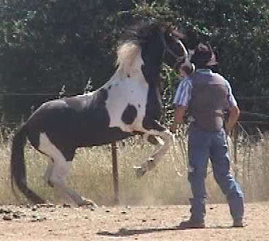 Defensive Aggression Behavior Aricle