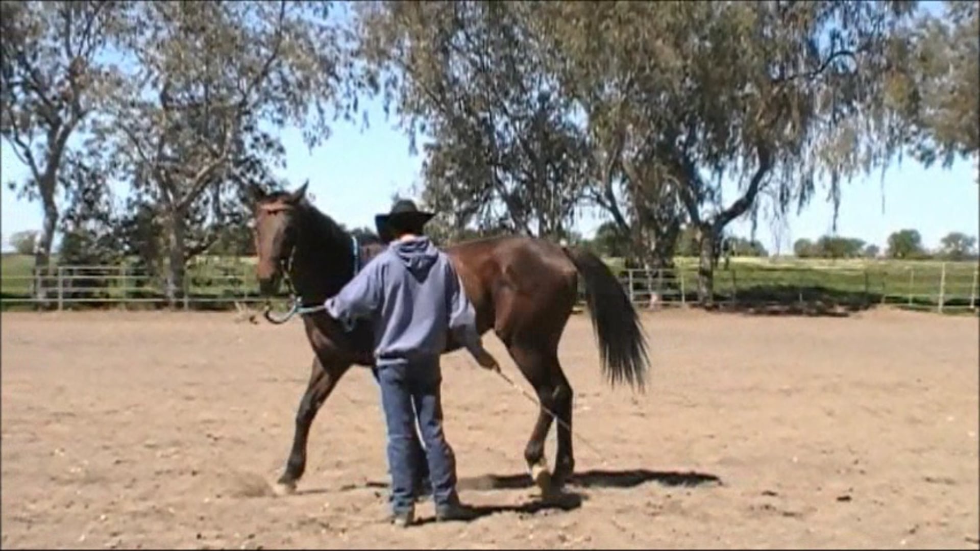 Teaching The Forward Cue (Ground Exercise)*