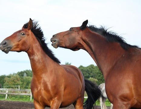 Turn Your Pasture Bully into a Buddy ...