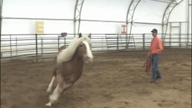 Hard To Catch Horses (Ground Exercises)*