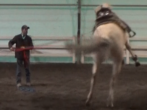 Cabin Fever In Horses (Ground and Saddle Exercises)*