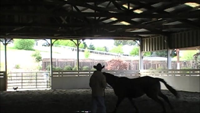 Horse rearing and flipping over (Part...