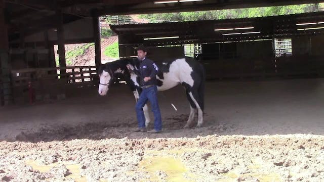 How to solve the nose shy horse (Grou...