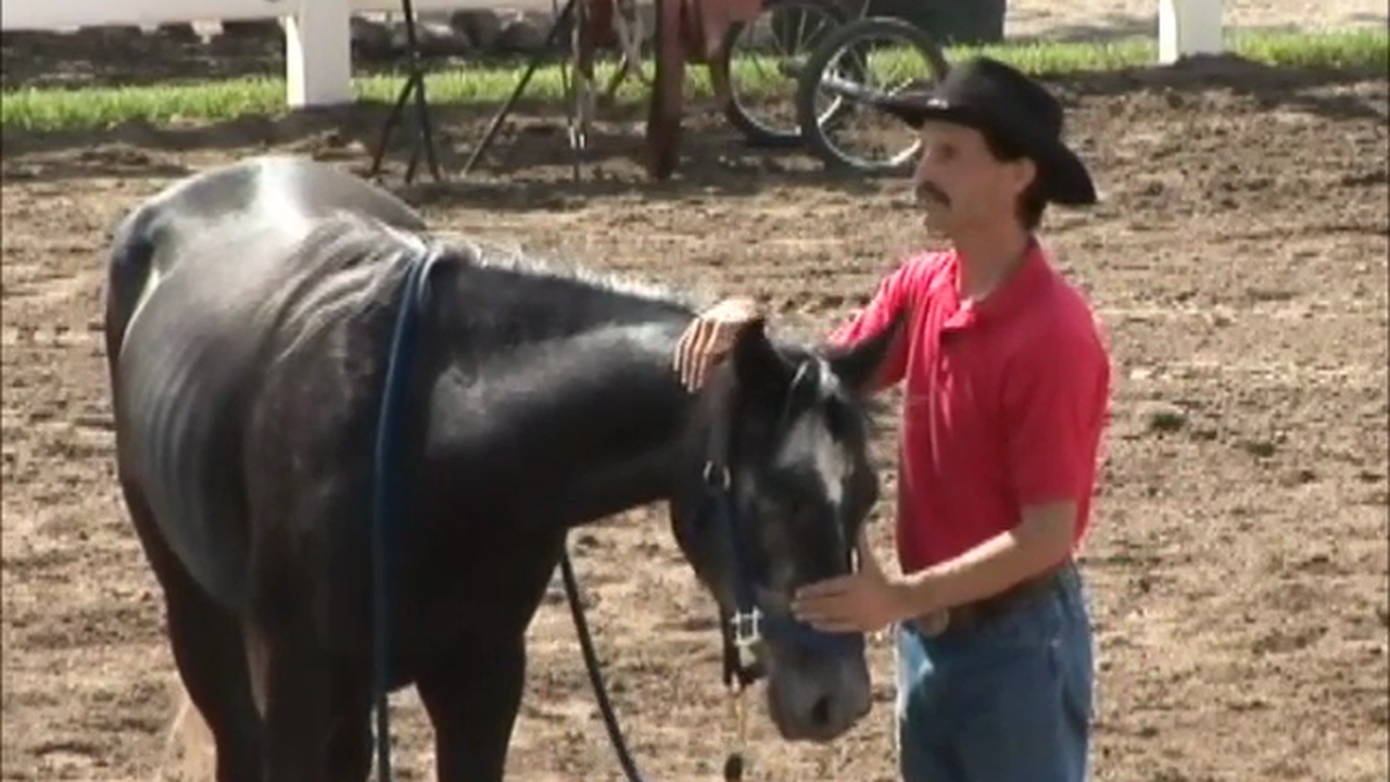 Head Shyness (Part 1, Ground Exercises)*