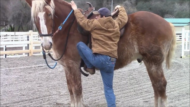 Restarting The Older Horse (Ground and Saddle Exercises)*