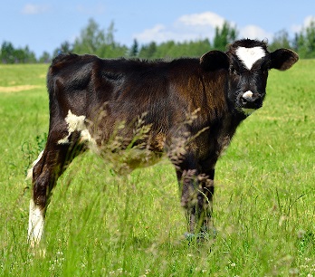 Video 2, Episode 3, Farm Animals, With Sound, Horses Vision (Phone to Projector)