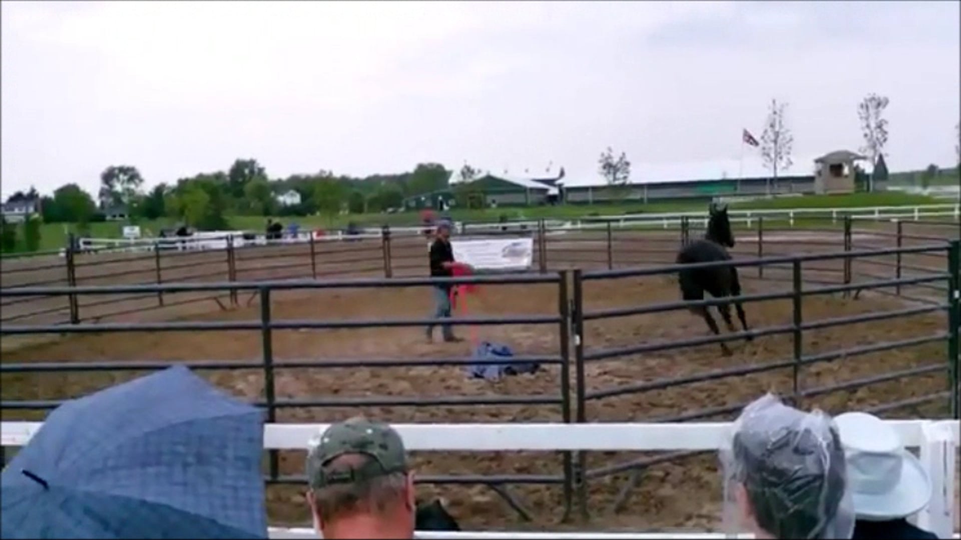 Stall Vices and Stress Management (Part 2 Ground Exercises)*