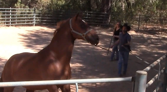 My Horse Pulls Back While Tied, Solving The Issue With Easy Horsemanship 
