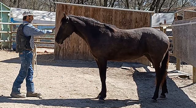 Hard to Halter Rescue Horses