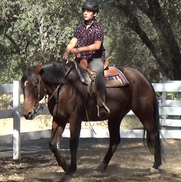 Teaching A Standardbred X Race Horse ...