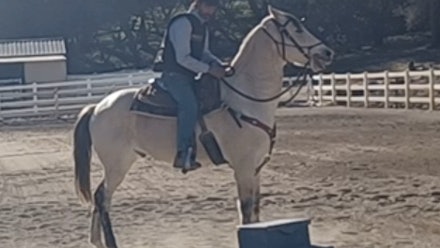 Mike Hughes Horsemanship Members Page Video