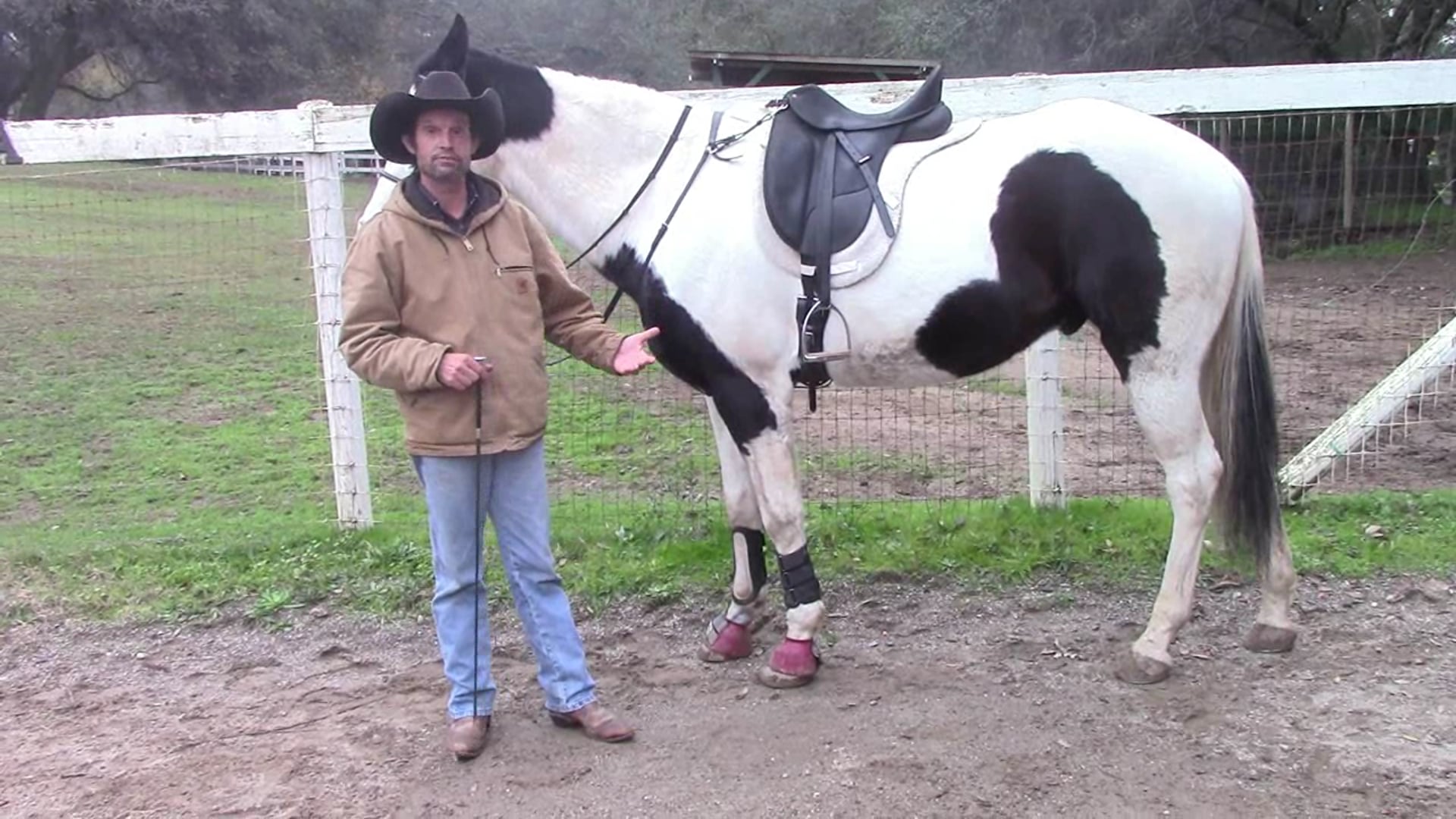 Teaching Your Horse Haunches In (Ground Exercise)*