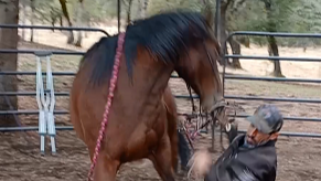 Working with Hard To Bridle Horses