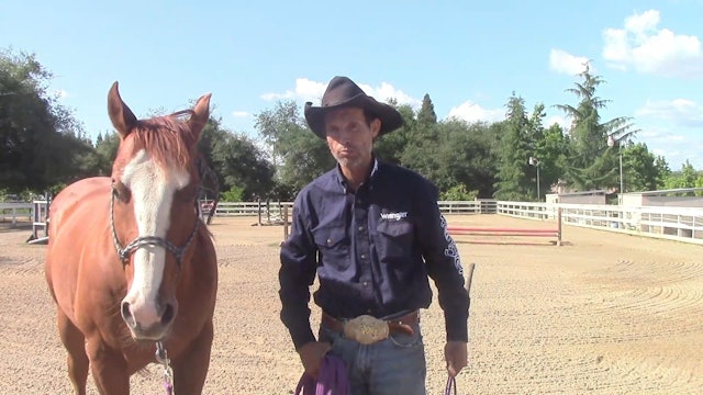 Abused Horses, Building New Muscle Memories (Ground Exercises)*