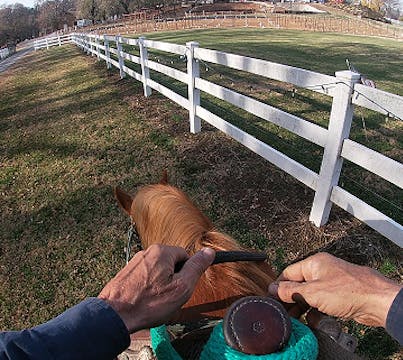 Horses That Grass Dive Under Saddle