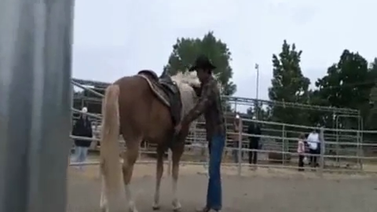 Stallions, How they should act (Ground Exercises)*