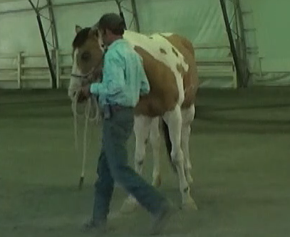 Building a Relationship Through Communicating and Listening To Your Horse