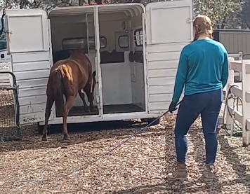 Trailer Loading The Untouched (Wild Horse)