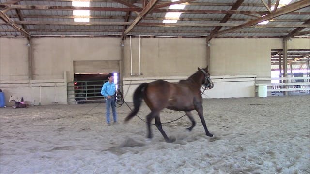 Horse rearing and flipping over (Part...