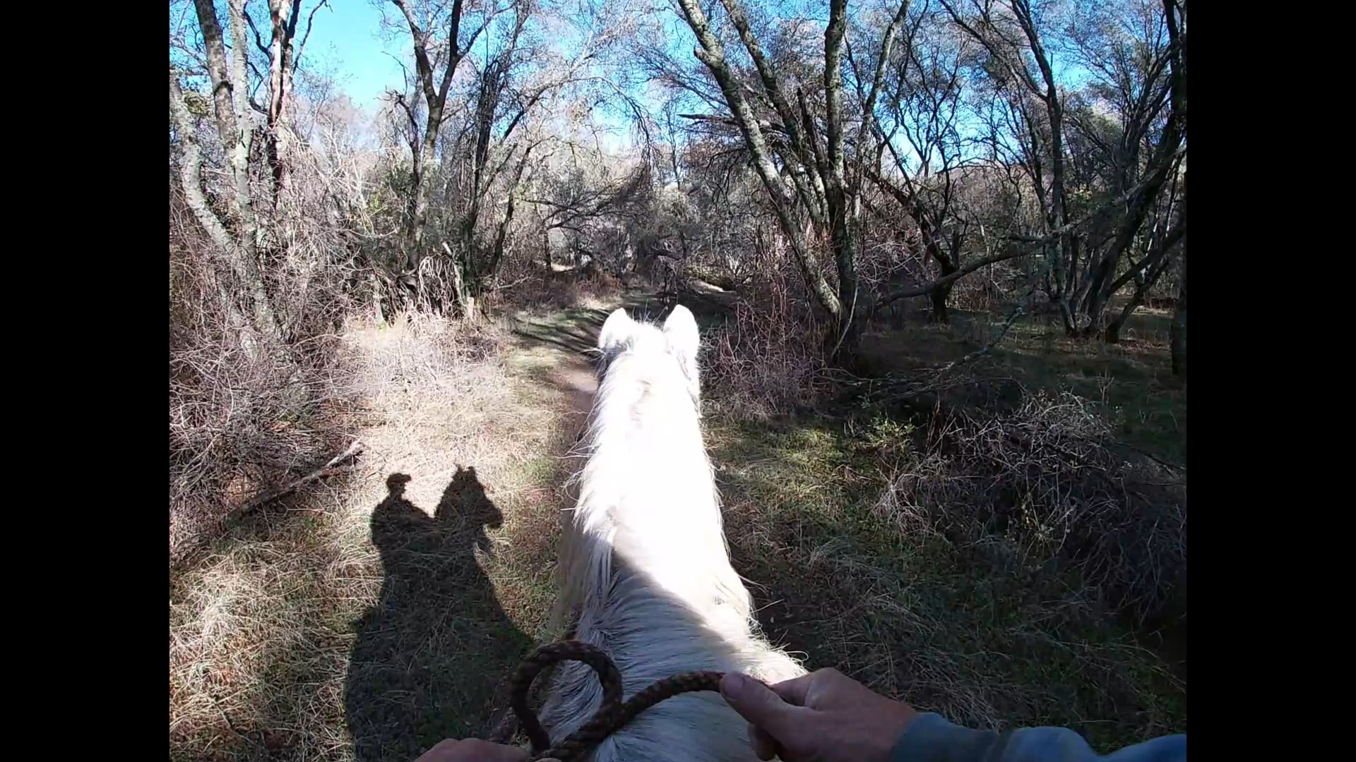 Your Hands on the Reins - Part 1 - Spooking out on the Trails -
